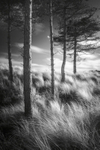 Marram sea