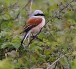 Red Backed Shrike