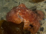 Eledone cirrhosa
