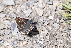 Grizzled Skipper