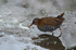 Water Rail