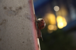 Common Garden Snail in Bristol street