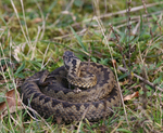 Adder slightly stirring after hearing my footsteps