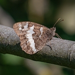Great banded grayling (Brintesia circe)