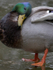 Mallard Preening