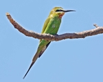 Blue Cheeked Bee Eater