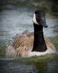 Canada Goose portfolio
