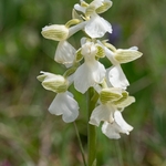 Green Winged orchid  (Anacamptis morio var alba) syn Orchis morio var alba)