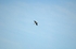 Black Stork