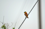 Black-headed Bunting