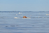 Walrus asleep on small ice floe, Spitsbergen, Svalbard