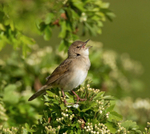 Grasshopper Warbler - Locustella naevia