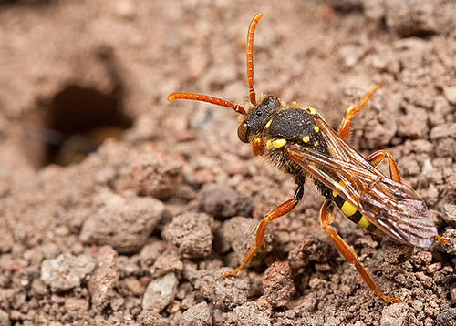 [i]Nomada goodeniana[/i] investigating an [i]Andrena nigroaenea[/i] burrow.