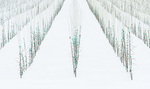 TREE FARM GRAPHIC - NORFOLK COUNTY