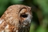 Tawny Owl