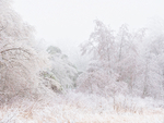 FOG & ICE - LONG POINT