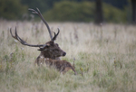 _H5X8674  Red Deer 