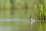 Red-necked Phalarope (female), Iceland