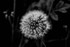 Dandelion BW