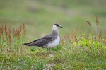 Arctic Skua
