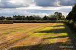 The Harvested Field