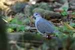 White-tipped Dove, Osa Peninsula, Costa Rica