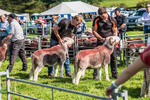 Loweswater Show-28