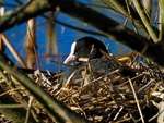 Coot