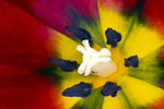 Flower -6456