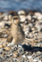 Collared Pratincole
