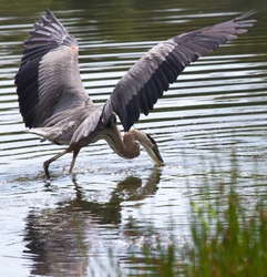 Great Blue Heron _0070