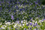 Greater Stitchwort & Bluebells_GS554