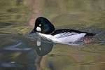 Goldeneye