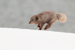 Running Arctic Fox, Hornstrandir, Iceland