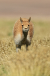 Vicuna looking straight ahead, Chile