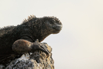 Marine Iguana side, high key, Isla Lobos, San Cristobal, Galapagos