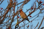 Waxwing