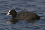 Coot portfolio