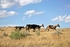 "Lone Ponies"