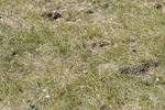 BVHT 140517 N-291