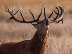 Red Deer