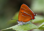 Brown Hairstreak