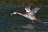 Great Crested Grebe (Podiceps cristatus) with prey