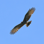 Snail Kite in flight, Panama