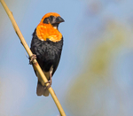 Black Winged Bishop