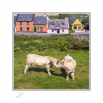 2021-555CS Best buddies