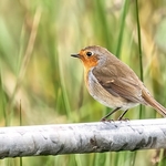 BBG-02-Ganavan Robin, Oban, Argyll