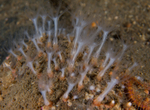 Sarcodictyon sp.