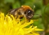 Andrena nitida (f)