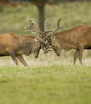 RED DEER RUTTING ref rdr 5